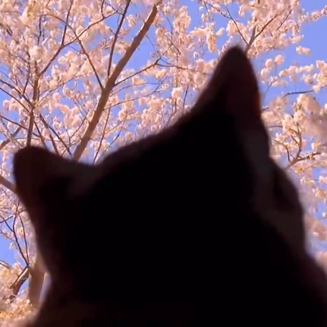 冬尽桃花开